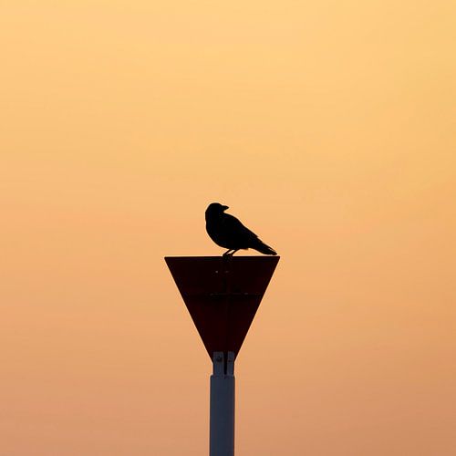 Oiseau corbeau noir