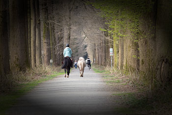 Op wandel met paarden in het West-Vlaamse Buskampveld