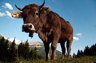 Koe in de Oostenrijkse Alpen van Tanja Riedel thumbnail
