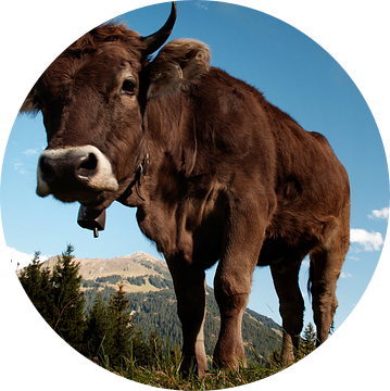 Koe in de Oostenrijkse Alpen van Tanja Riedel