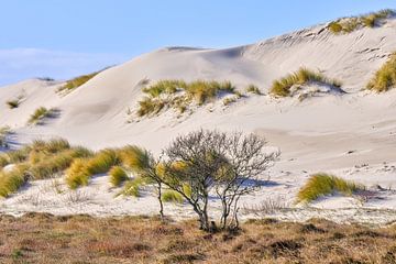 Paysage de dunes avec du sable et de l'ammophile sur eric van der eijk
