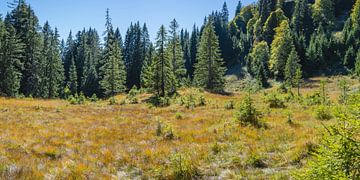 High moor, Allgäu by Walter G. Allgöwer