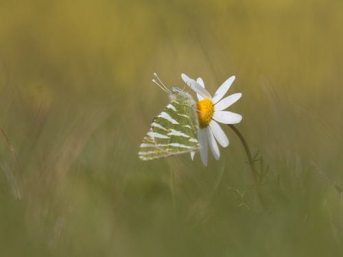 Striped Marbled White