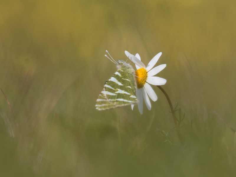 Striped Marbled White by Bert Snijder