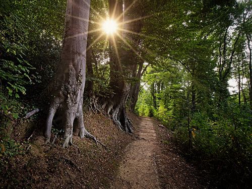 Aufgehende Sonne im Wald von Hellingbos Simpelveld