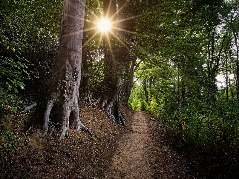 Aufgehende Sonne im Wald von Hellingbos Simpelveld von Rob Boon