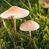 Paddenstoelen in de zon van Melissa van der Wolde