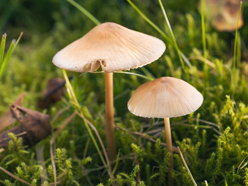 Paddenstoelen in de zon van Melissa van der Wolde