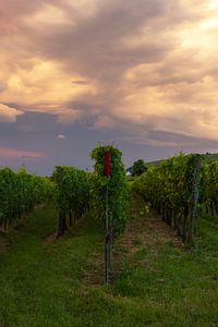 Wijnvelden in de Elzas, Frankrijk tijdens zonsondergang van Discover Dutch Nature