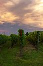 Wijnvelden in de Elzas, Frankrijk tijdens zonsondergang van Discover Dutch Nature thumbnail
