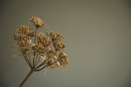 Blooming flowers, warm and minimalist by Byroosmarijn