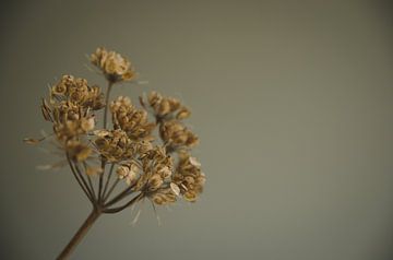 Uitgebloeide bloemen, warm en minimalistisch van Byroosmarijn
