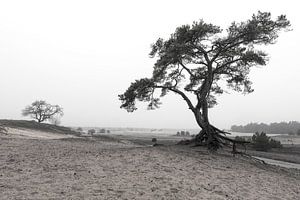 bomen in zwart wit