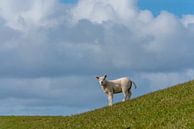 Texels lammetje op de helling van Texel360Fotografie Richard Heerschap thumbnail