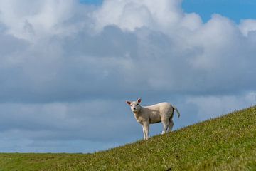 Agneau Texel sur la pente sur Texel360Fotografie Richard Heerschap