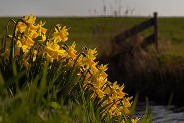 Group of daffodils at ditch side in front of meadow with wooden fence by Bram Lubbers