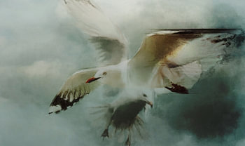 Meeuwen in vlucht.