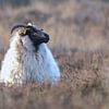 Schaap op de uitkijk van Karin van Rooijen Fotografie