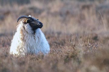 Sheep on the lookout by Karin van Rooijen Fotografie