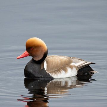 Crowned duck