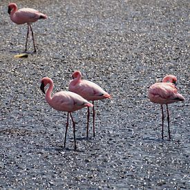 Resting Flamingo's by Erna Haarsma-Hoogterp