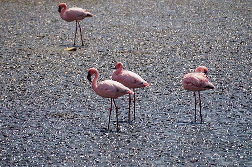 Resting Flamingo's