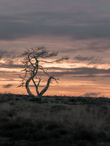 dead tree in evening light by Roy Kreeftenberg