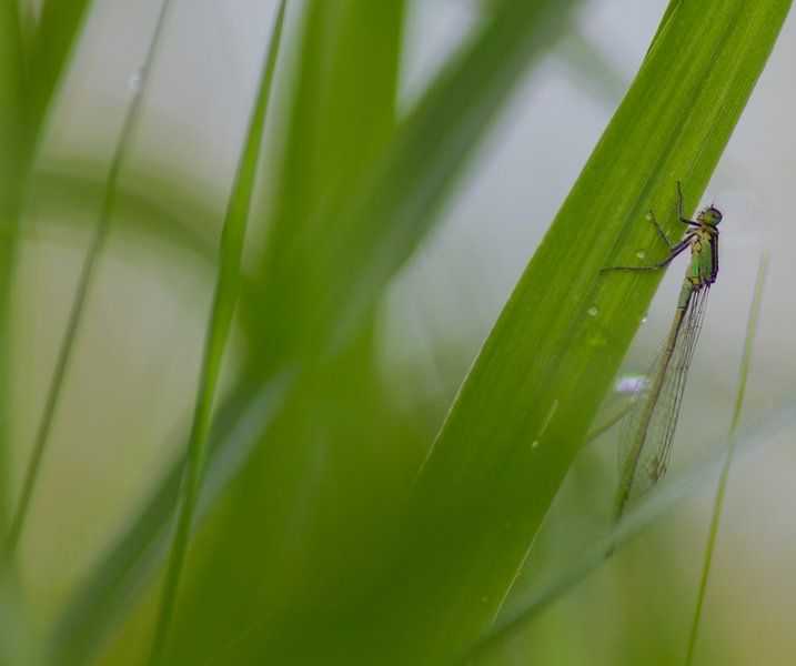 Damselfly par Nancy Bogaert