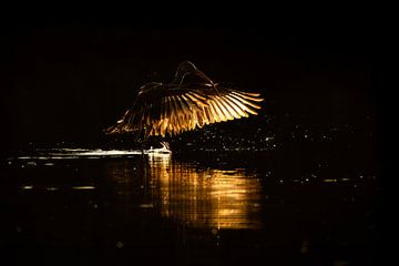 Goldene Flügel in der Abenddämmerung | weißer Ibis | Vogel | bildende Kunst von Femke Ketelaar