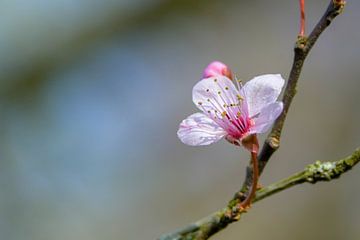 Spring Blossom by Ilse van den Berg