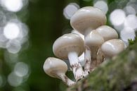 Mushrooms in the forest by SusanneV thumbnail