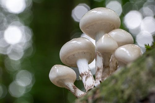 Paddenstoelen in het bos