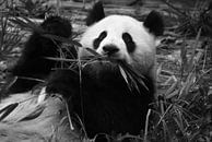 Pandabeer by Gert-Jan Siesling thumbnail