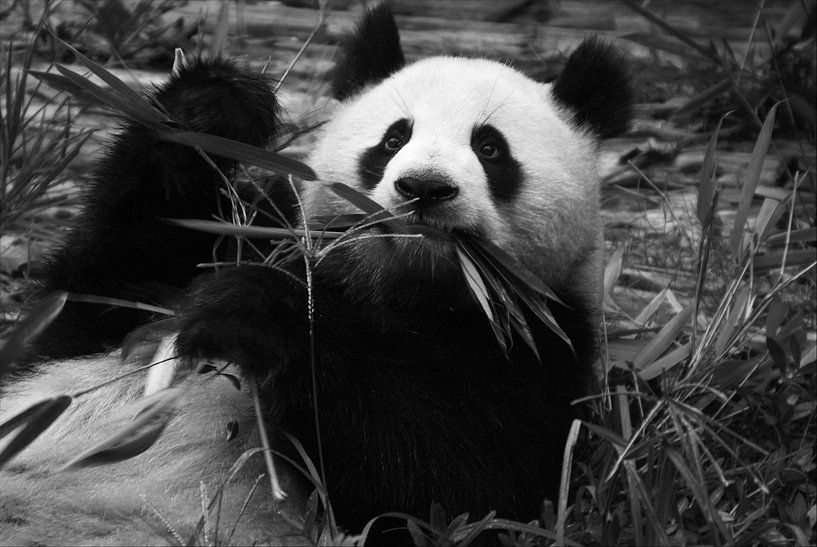 Pandabeer par Gert-Jan Siesling