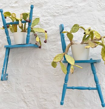 Ficus Indica op blauwe stoeltjes van Bianca ter Riet