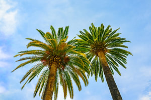 Exotic palm trees during summer