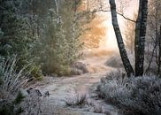 Footpath to the light by Rob Sprenger thumbnail
