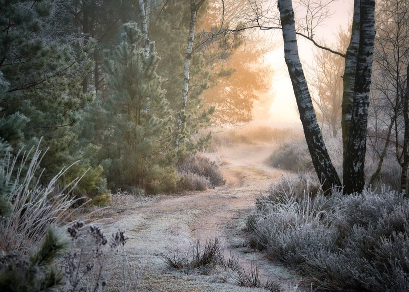 Footpath to the light by Rob Sprenger