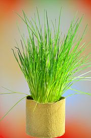 Bieslook op slinkse wijze van 7Horses Photography