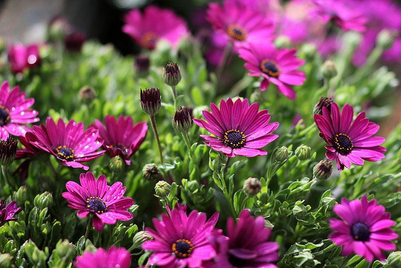 Les beautés violettes par Cornelis (Cees) Cornelissen