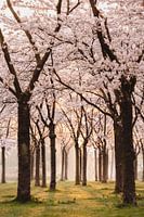 Jardin fleuri d'Amstelveen