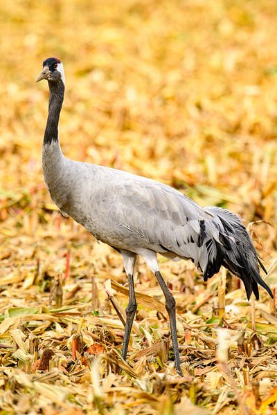 Kranichvögel beim Ausruhen und Füttern auf einem Feld während des Herbstzuges von Sjoerd van der Wal Fotografie