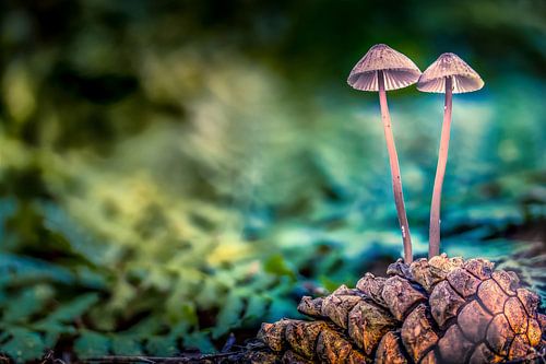 04 Together we are strong Texel