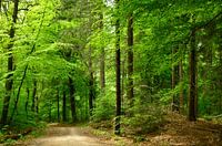 In the forest