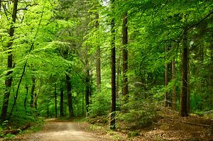 Dans la forêt