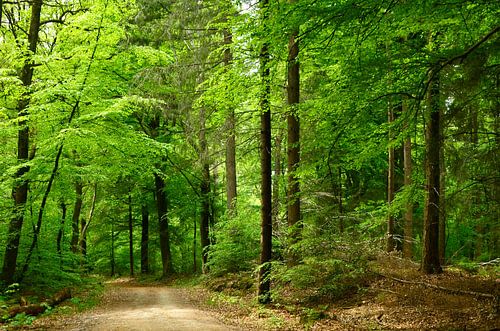 Im Wald von Corinne Welp