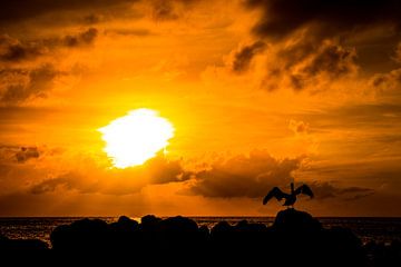Zonsondergang met pelikaan van Niels van Fessem