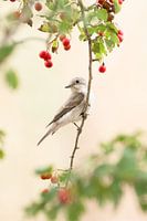 Spotted Flycatcher in S'Albufera