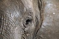 Auge des Elefanten, wildlife von W. Woyke Miniaturansicht