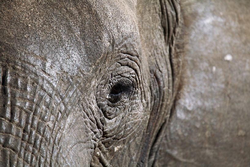 Auge des Elefanten, wildlife von W. Woyke